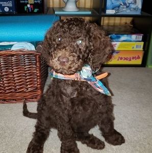 Meet your Posher, Kevin